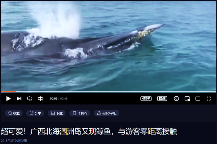 视频来源：https://v.qq.com/x/page/s0616vptxs1.html