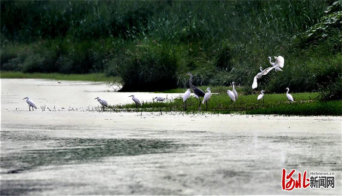 生态环境持续改善，文安县赵王新河湿地公园内水鸟云集。