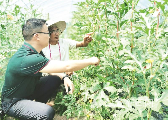 岳西县白帽镇南庄村生态产业园里，技术人员在察看吊蔓西瓜生长情况。 通讯员 王圆绣 摄