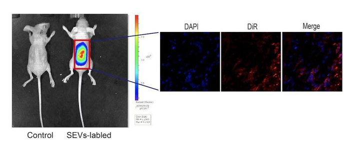 ▲成华猪真皮成纤维细胞来源的小细胞外囊泡小鼠活体实验