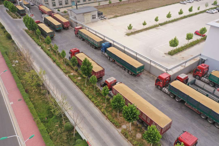 在河北省邯郸市大名县五得利面粉集团生产车间外，运粮货车正在等待入库。薛志朋摄