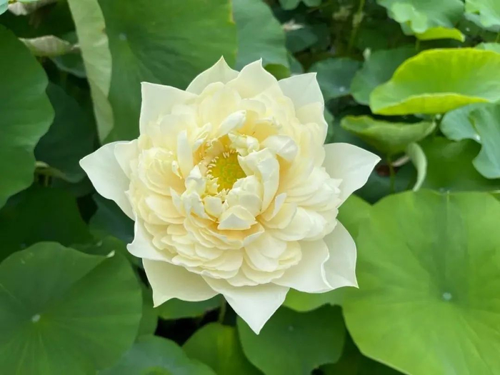 ‘友谊牡丹莲‘