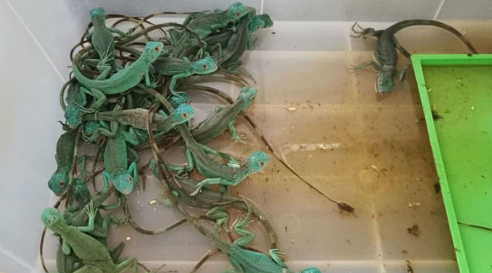 从两名印度女性行李中发现的动物。（图源：泰国国家公园、野生动物和植物保护部）