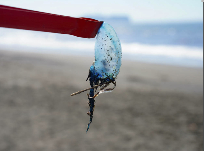 日本神奈川县沙滩上出现大量透明的“塑料片”（《赫芬顿邮报》日语版）