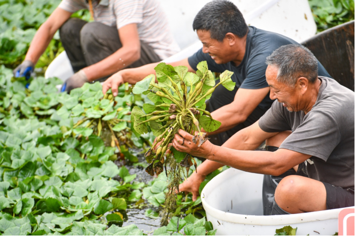 新一季菱角成熟了。摄影 王永胜