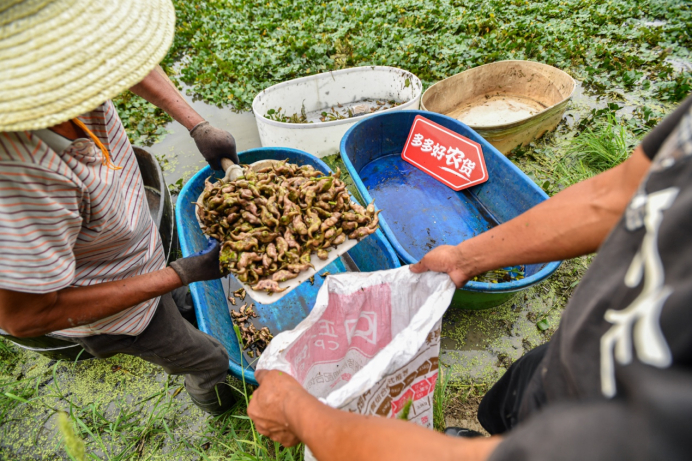 新鲜的菱角采摘后打包发往全国。摄影 王永胜