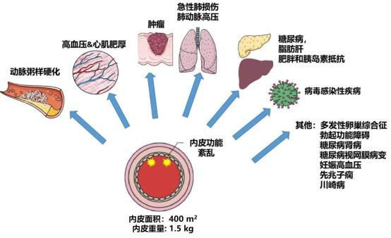 　　血管内皮功能紊乱与泛血管疾病示意图