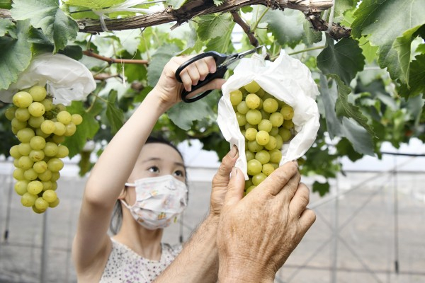 图说：马陆葡萄主题公园内，市民游客采摘忙。新民晚报记者 徐程 摄（下同）