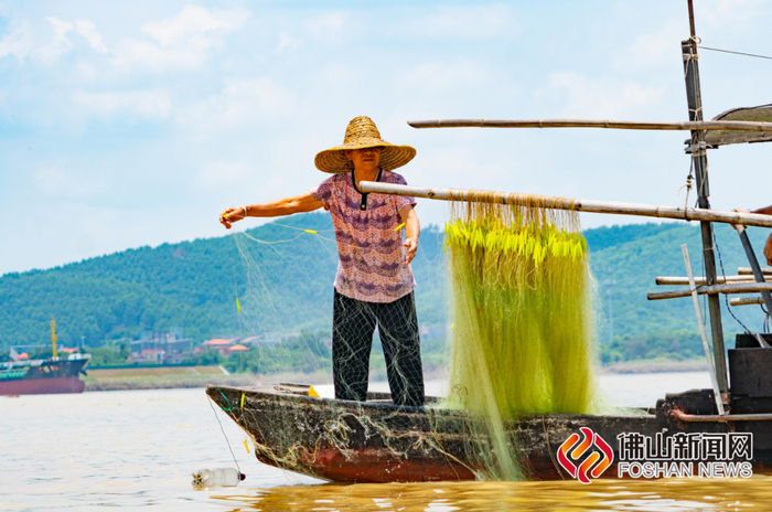 渔民撒网捕鱼。林蔚坚/摄