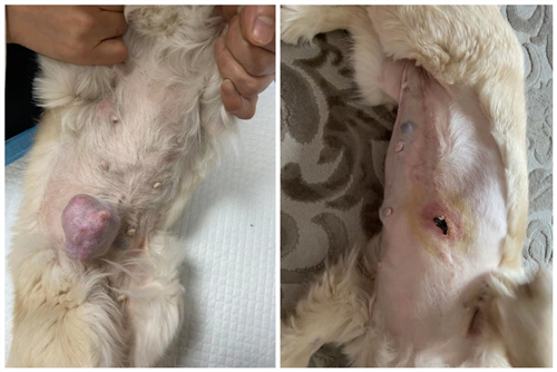 　　术前术后对比图