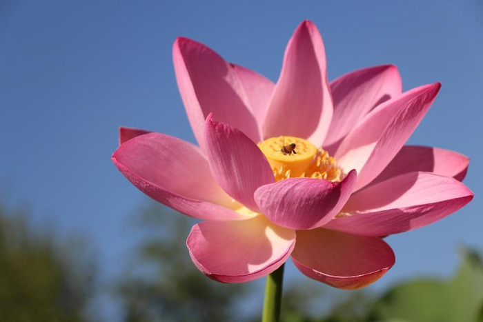 ‘北孙各庄古莲’（800多年）