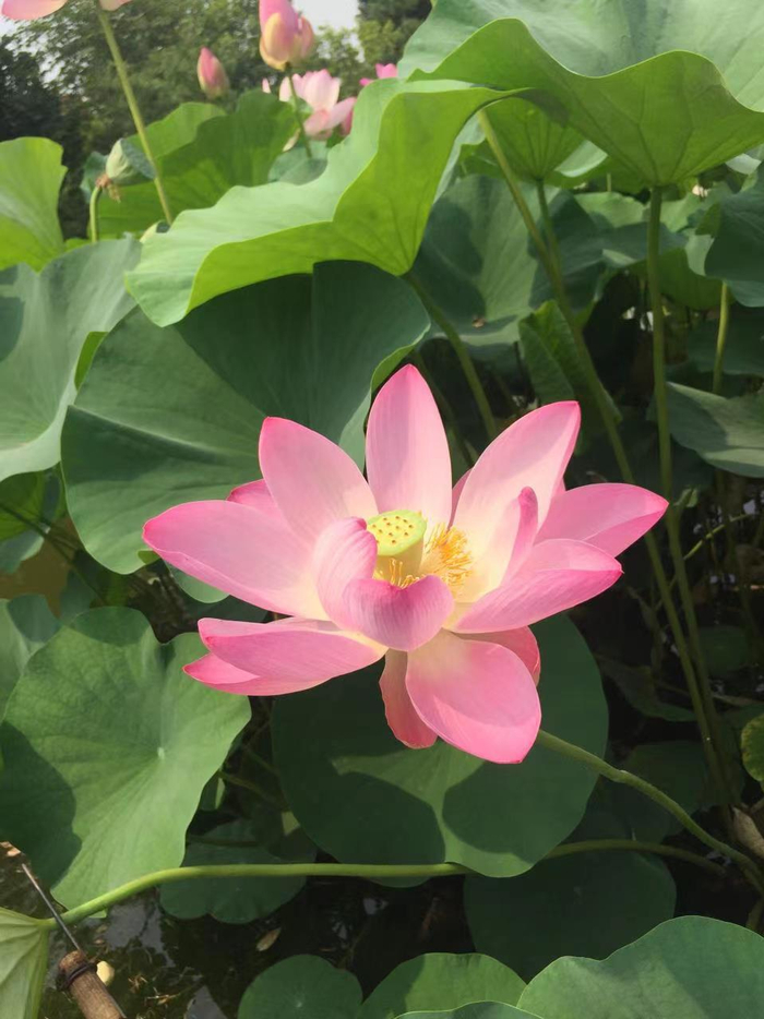 ‘普兰店古莲’（950±80年）