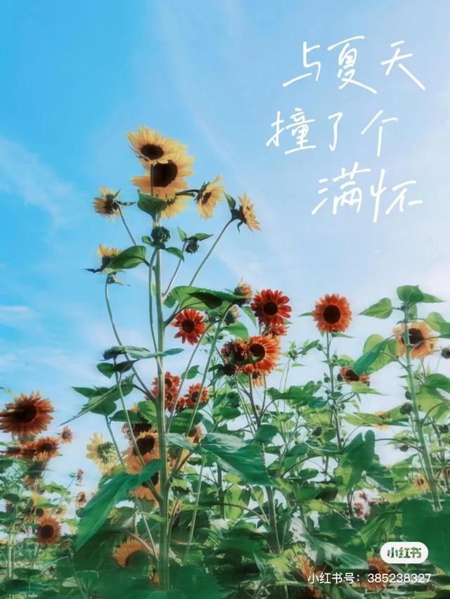 图/小红书@八宝粥