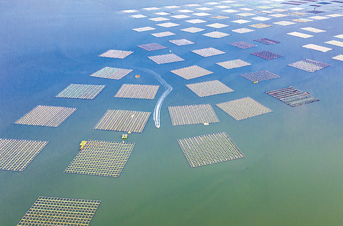 　　▲目前我市已经有25个国家级海洋牧场示范区。 　　（摄影 王华）