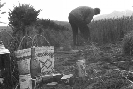 1986年一农户割麦子时，准备了一罐青岛啤酒。赵国富摄