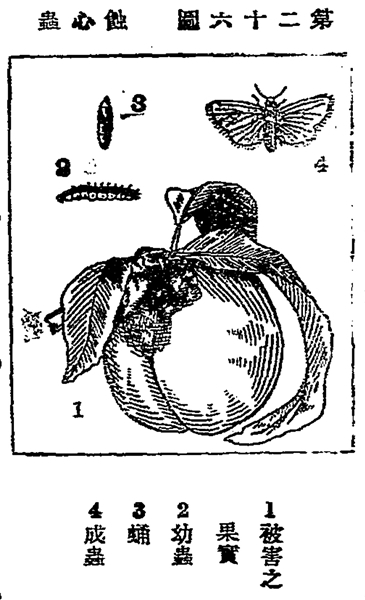     1933年许心芸所编《种桃法》里的桃树包果及害虫防治法