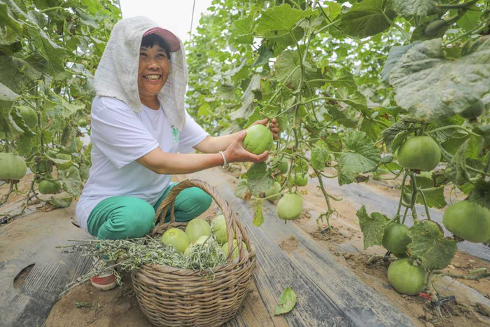 辽阳市农户喜收甜瓜。（辽阳市委宣传部供图）