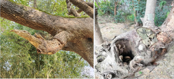 留桩过长和修剪过狠的树木。