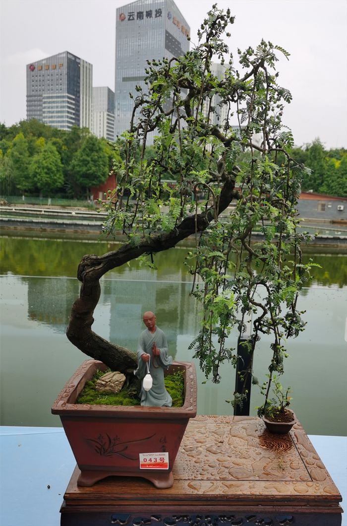 陈默的卫矛盆景作品“再收三五斗”