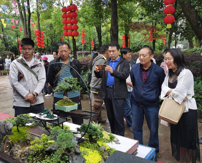 盆友在现场鉴赏盆景作品