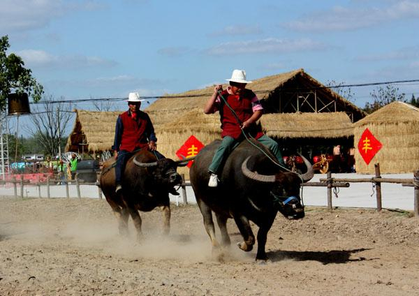 图片来源：上海崇明 微信公众号