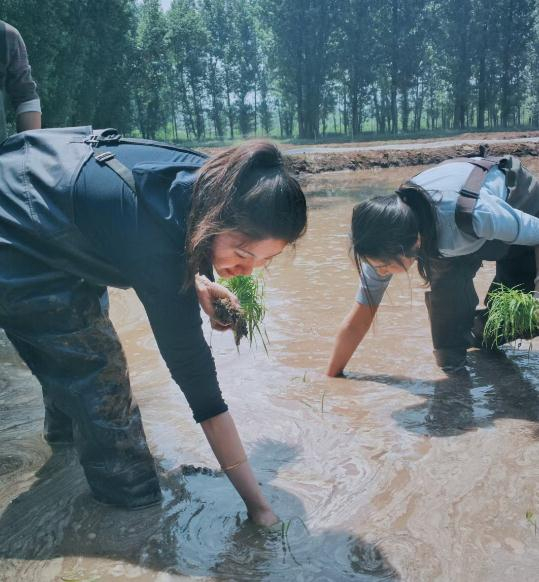 北京平谷金海湖小溪谷森林露营地，游客在体验插秧活动。（资料图片）