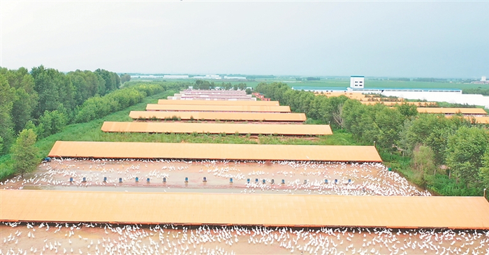     黑龙江对青鹅业集团有限公司养殖基地。图片由受访单位提供