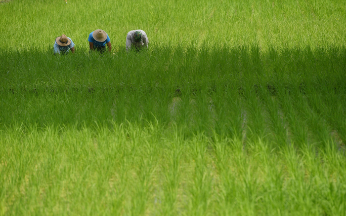 7月8日，张堪文化节上，村民在进行插秧展示。新京报记者 李木易 摄
