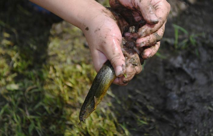 7月8日，张堪文化园，一名小朋友在稻田间捉住一只泥鳅。新京报记者 李木易 摄