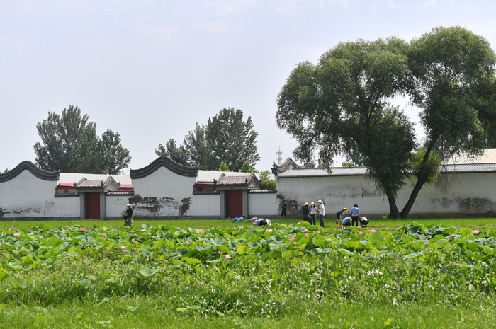 7月8日，张堪文化园，市民在荷塘边休闲观赏荷花。新京报记者 李木易 摄