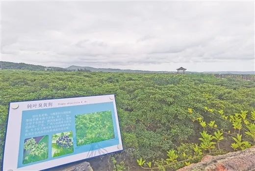 全国唯一的边境红树林类型保护区——北仑河口国家级自然保护区，红树林绵延数十公里，蔚为壮观。