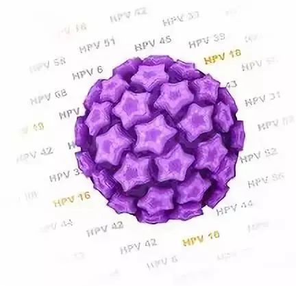 人乳头瘤病毒（HPV）示意图（图 | 全景网）