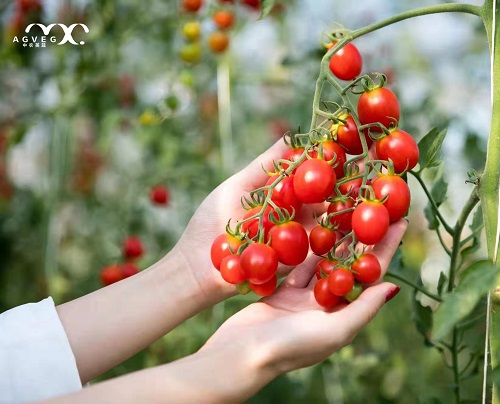 中农美蔬培育的自有知识产权的“深爱”番茄。中农美蔬供图