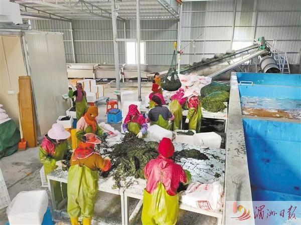 　　传统手工作坊，只能从事海带清洗、裁切、冷冻等简单的初加工。