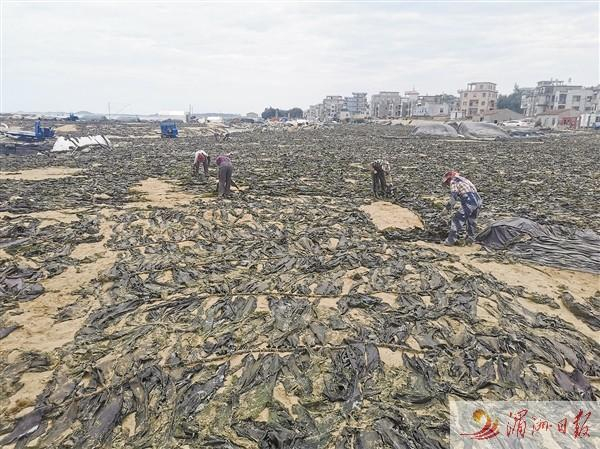 　　旅游胜地嵌头黄金沙滩成了海带晒场。