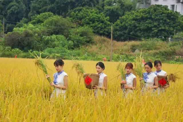 　　图7、图8|去年11月，潮汕学院引种的中国版巴斯马蒂米喜庆丰收与旗袍艺术展活动在普宁市里湖试验基地隆重举行。