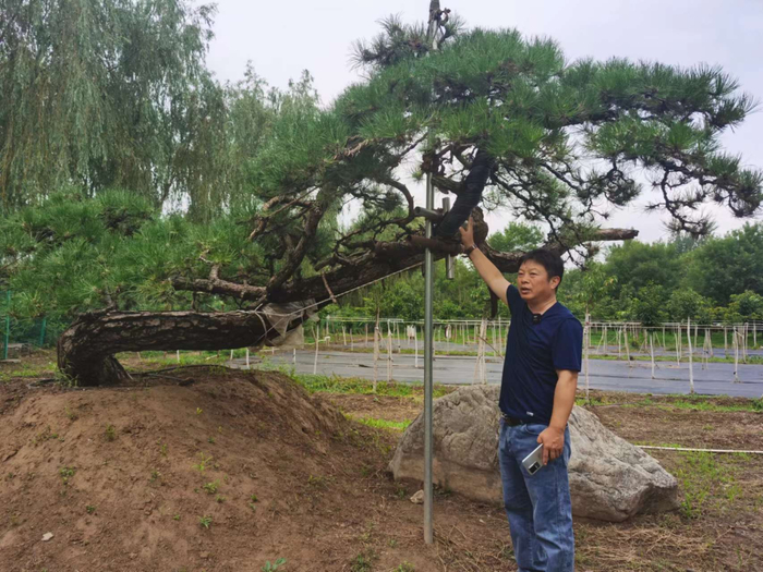 张大伟介绍造型油松