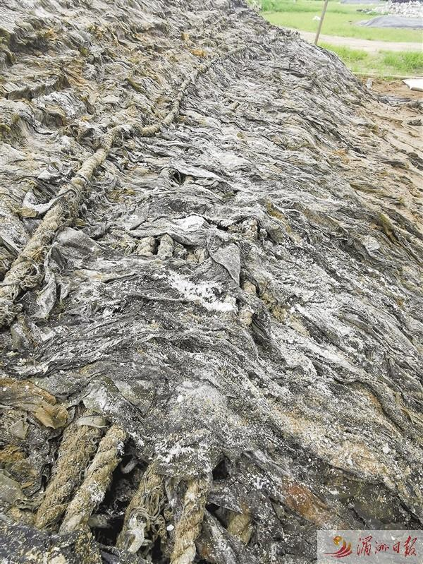 　　盐渍海带上一层层厚厚的盐巴。