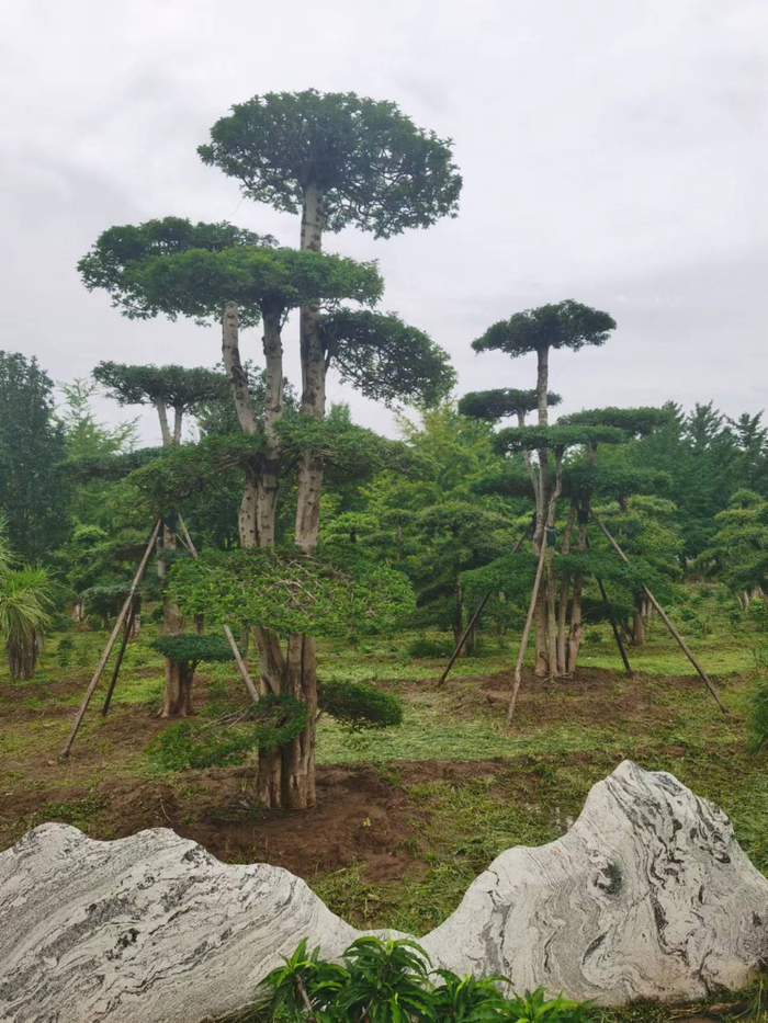 造型对节白蜡和泰山石