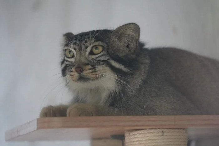 图为7月10日在西宁野生动物园里拍摄的“狲大娘”。新华社记者 李宁 摄