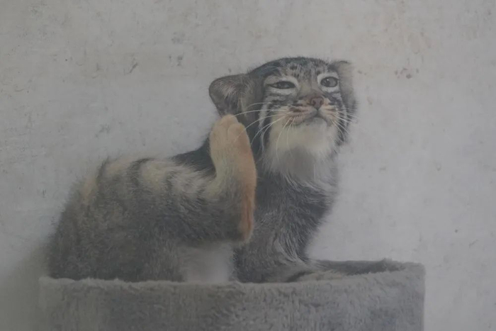 图为7月10日在西宁野生动物园里拍摄的“狲大娘”。新华社记者 李宁 摄