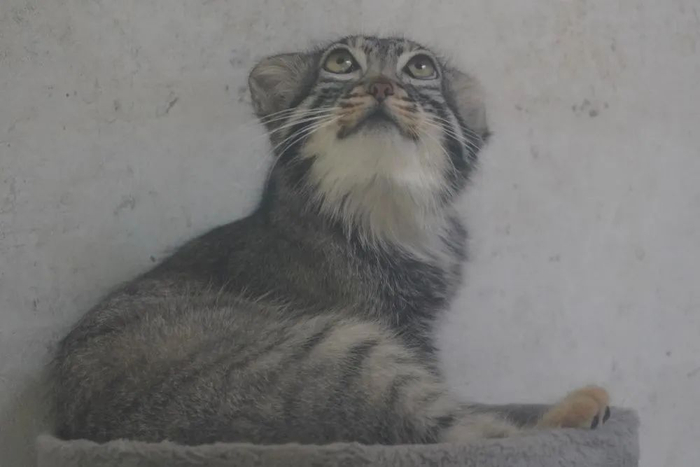 图为7月10日在西宁野生动物园里拍摄的“狲大娘”。新华社记者 耿辉凰 摄