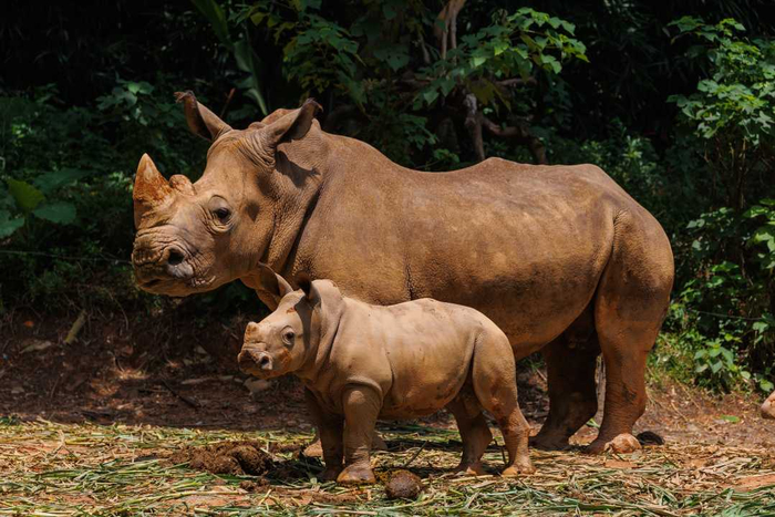 近年来，长隆保育了包括白犀牛、黑犀牛、独角犀在内的我国最大犀牛种群。（资料图片）