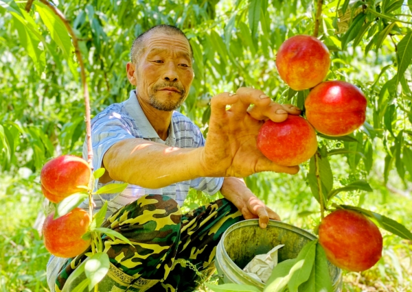 桃果产业促进当地群众增收致富。