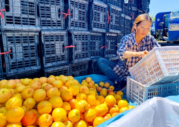 果农根据个头分拣外销的桃子。