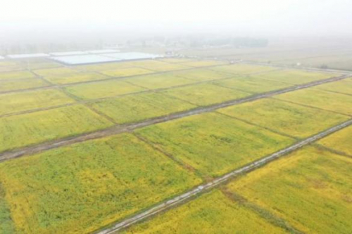 　　图为兴安盟科右中旗“袁隆平院士耐盐碱水稻科研基地”