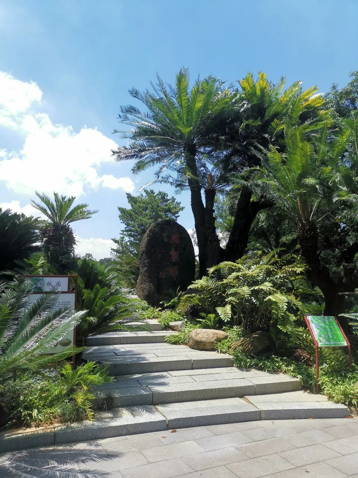 图为越南篦齿苏铁，郑秀亮摄