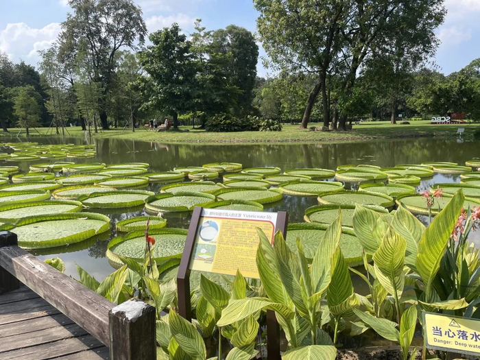 图为华南国家植物园，张晓芒摄