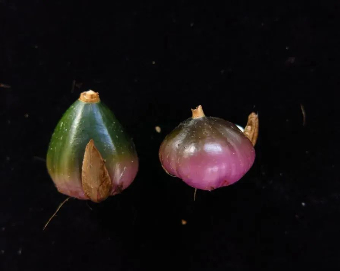 独蒜兰假鳞茎