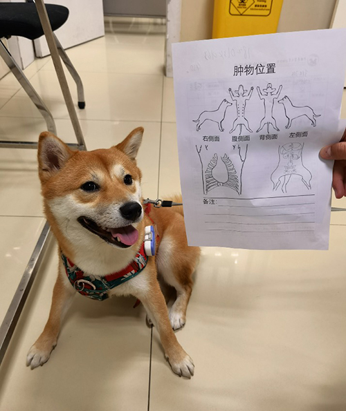 进行身体检查的小狗